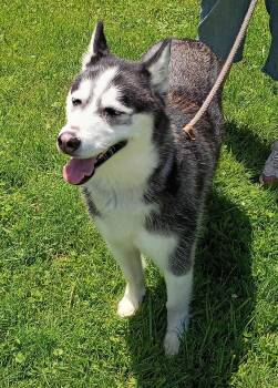 Sabine -  Siberian Husky Dog for Adoption in Springfield, Ohio - Sabine | PetCurious