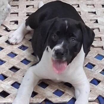 Azura -  Mixed Breed Dog for Adoption in Tomah, Wisconsin - Azura | PetCurious