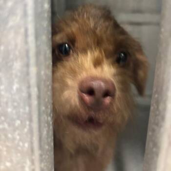 Kody -  Terrier Dog for Adoption in Greensboro, North Carolina - Kody | PetCurious