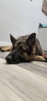 Magic Schoolbus -  German Shepherd Dog and Mixed Breed Dog for Adoption in New Orleans, Louisiana - Magic Schoolbus | PetCurious