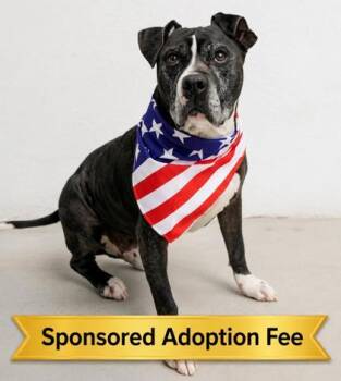 Ray -  Mixed Breed Dog for Adoption in Hamilton, Ohio - Ray | PetCurious