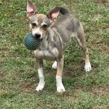 Wilson -  Terrier and Chihuahua Dog for Adoption in Arlington, Virginia - Wilson | PetCurious