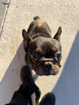 WALL•E -  French Bulldog Dog for Adoption in Rockport, Texas - WALL•E | PetCurious