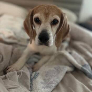 Molly (FU2) -  Beagle Dog for Adoption in Riverside, California - Molly (FU2) | PetCurious