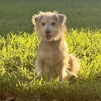 Russell Scruff Cute Lil Guy -  Poodle and Airedale Terrier Dog for Adoption in Friendswood, Texas - Russell Scruff Cute Lil Guy | PetCurious