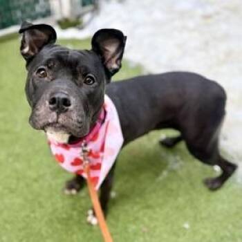 Mixed Breed Dogs Available for Adoption - Boba Pearl | PetCurious