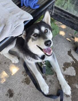 Esmi -  Siberian Husky Dog for Adoption in Salem, Oregon - Esmi | PetCurious