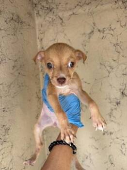Sadie -  Chihuahua and Mixed Breed Dog for Adoption in Honolulu, Hawaii - Sadie | PetCurious