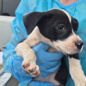 Capri -  Mixed Breed Dog for Adoption in Corinth, Mississippi - Capri | PetCurious