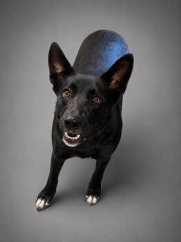 Sally (HW+) -  Shepherd and Mixed Breed Dog for Adoption in Bowling Green, Kentucky - Sally (HW+) | PetCurious
