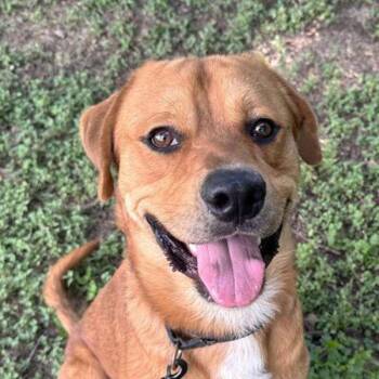 Labrador Retriever Dogs Available for Adoption - Bourdain | PetCurious