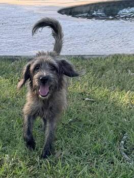 Aiden -  Schnauzer and Terrier Dog for Adoption in Baker, Louisiana - Aiden | PetCurious