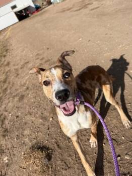 Catahoula Leopard Dog and Mixed Breed Dogs Available for Adoption - Milkshake | PetCurious