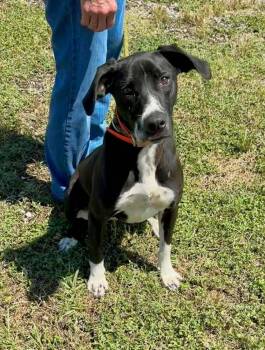 Everlyn -  Mixed Breed Dog for Adoption in Scott, Louisiana - Everlyn | PetCurious