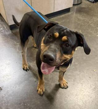 Rottweiler and Pit Bull Terrier Dogs Available for Adoption in Rockwall, Texas - Found Stray: Wally | PetCurious
