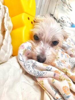 Yorkie Poo Dogs Available for Adoption in Eatontown, New Jersey - Kayde | PetCurious