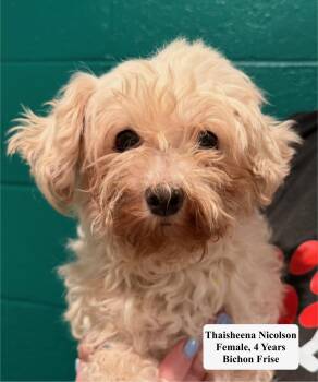 Thaisheena Nicolson -  Bichon Frise Dog for Adoption in Blue Springs, Missouri - Thaisheena Nicolson | PetCurious