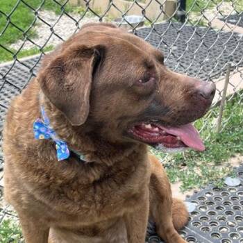 Luna -  Mixed Breed and Chocolate Labrador Retriever Dog for Adoption in Dubuque, Iowa - Luna | PetCurious