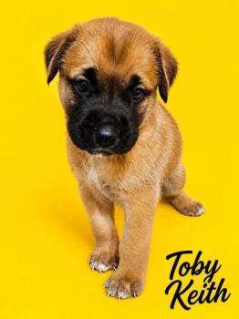 Toby -  Bernese Mountain Dog and Labrador Retriever Dog for Adoption in Morton Grove, Illinois - Toby | PetCurious