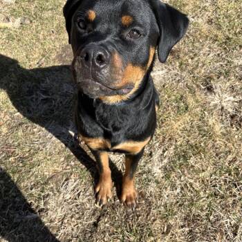 Rottweiler Dogs Available for Adoption - Padre  | PetCurious
