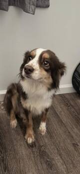 Reese -  Australian Shepherd Dog for Adoption in Dacula, Georgia - Reese | PetCurious