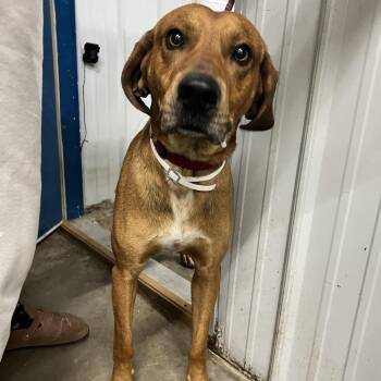 Coonhound Dogs Available for Adoption - Rufus | PetCurious