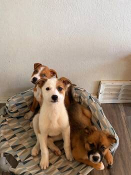 Border Collie and Labrador Retriever Dogs Available for Adoption in Salt Lake City, Utah - Felecie | PetCurious