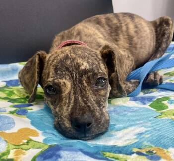 Rescue Plott Hound Dogs for Adoption in Myrtle Beach, South Carolina - Anna | PetCurious