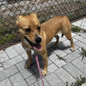 Cinderella -  Mixed Breed Dog for Adoption in Jupiter, Florida - Cinderella | PetCurious
