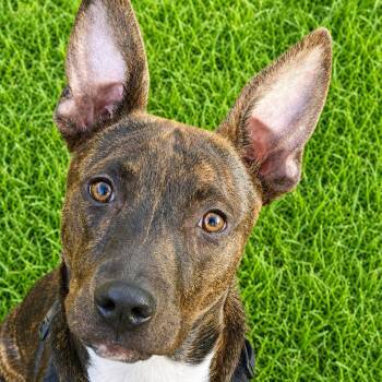 Leggs -  Dutch Shepherd and Black Mouth Cur Dog for Adoption in Seguin, Texas - Leggs | PetCurious