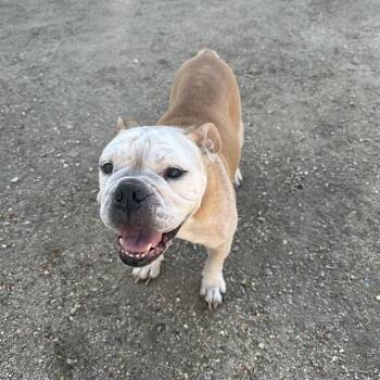 PENELOPE -  American Bulldog Dog for Adoption in Thousand Palms, California - PENELOPE | PetCurious