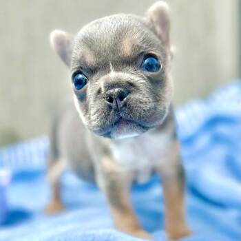 French Bulldog Dogs Available for Adoption in Brockport, New York - Fig | PetCurious