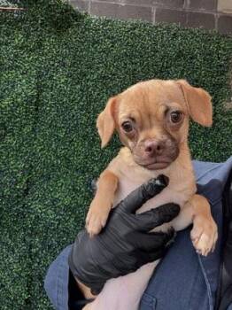 Chihuahua and Pug Dogs Available for Adoption in El Paso, Texas - 60916259 | PetCurious
