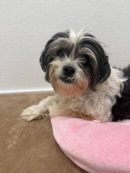 Carson -  Shih Tzu Dog for Adoption in Brookings, Oregon - Carson | PetCurious