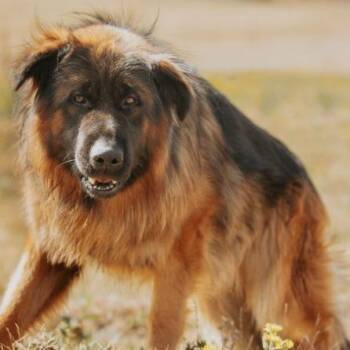 Titan -  German Shepherd Dog and Mixed Breed Dog for Adoption in Golden, Colorado - Titan | PetCurious