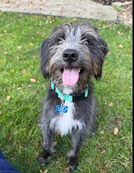 Merle -  Schnauzer and Beagle Dog for Adoption in New Albany, Ohio - Merle | PetCurious