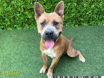 Rescue Mixed Breed Dogs for Adoption in West Palm Beach, Florida - CYRUS | PetCurious