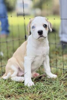 Lottie -  Pit Bull Terrier and Mixed Breed Dog for Adoption in Brookshire, Texas - Lottie | PetCurious