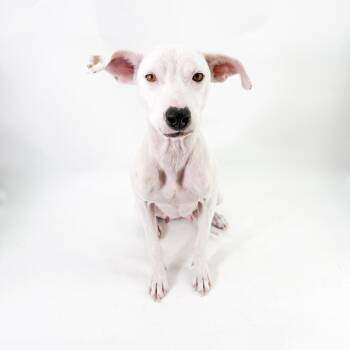 Luna -  Pit Bull Terrier Dog for Adoption in Scottsdale, Arizona - Luna | PetCurious