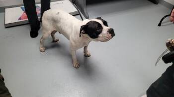 BIG BOY -  Mixed Breed Dog for Adoption in St. Cloud, Florida - BIG BOY | PetCurious