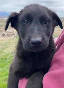 Labrador Retriever Dogs Available for Adoption in Polson, Montana - Henry | PetCurious