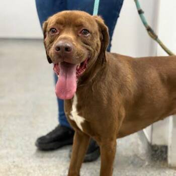 Mixed Breed Dogs Available for Adoption - Jack | PetCurious