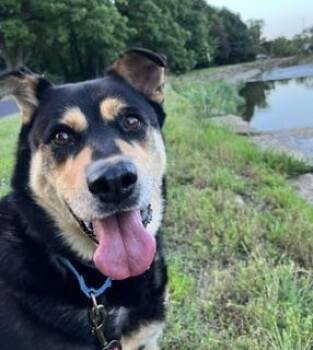 Dolly Madison -  Mixed Breed Dog for Adoption in Kansas City, Missouri - Dolly Madison | PetCurious