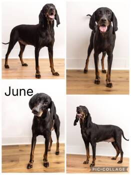 June -  Black And Tan Coonhound Dog for Adoption in Enterprise, Alabama - June | PetCurious