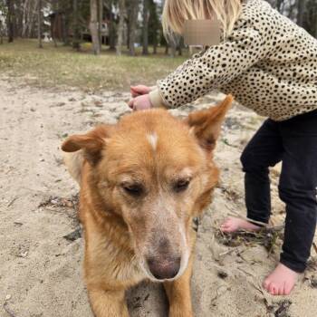 Husky Dogs Available for Adoption in Buffalo, Minnesota - Shalla | PetCurious