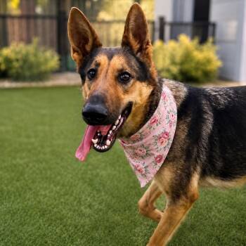 GINA GS -  German Shepherd Dog Dog for Adoption in Lucas, Texas - GINA GS | PetCurious