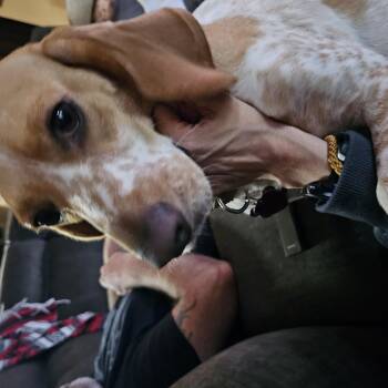 Della -  Beagle Dog for Adoption in Tomball, Texas - Della | PetCurious