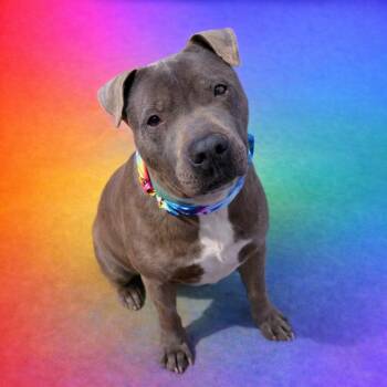 Weimaraner and Pit Bull Terrier Dogs Available for Adoption in Scottsville, Kentucky - Rocky | PetCurious