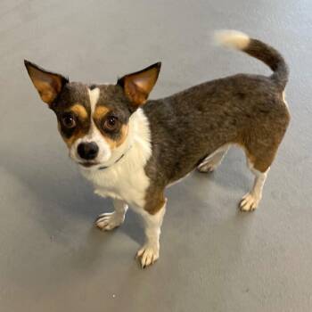 Chihuahua Dogs Available for Adoption in Roanoke, Virginia - Hudson | PetCurious