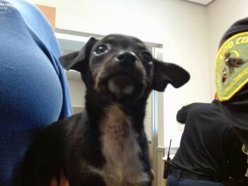DERRINGER -  Chihuahua Dog for Adoption in Sacramento, California - DERRINGER | PetCurious